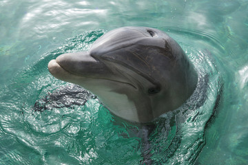 Close up portrait of dolphin smiling and looking to the camera. 
