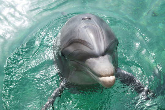 Close up portrait of dolphin smiling and looking to the camera. 