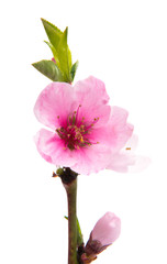 Fototapeta na wymiar Sakura flowers isolated