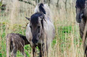 Konik Ponies in the Oostvaardersplassen.