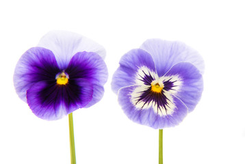 pansies isolated