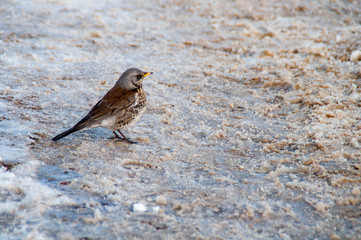 Song Thrush (Turdus philomelos) on thawed patch