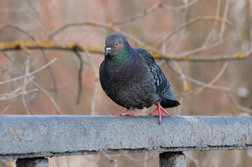 Portrait of a beautiful depressive pigeon on a sunny spring day