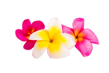 frangipani flower isolated