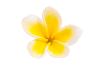 frangipani flower isolated