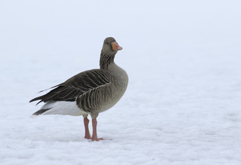 Greylag Goose