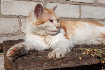 Cat relaxing in the sun
