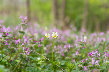 spring flowers in a meadow