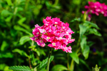 Pink phlox flower on a flowerbed in garden