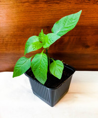 Seedlings of pepper