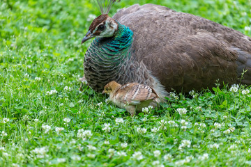 Young peacock