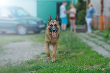 German shepherd in the yard with his family.