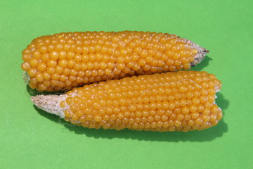 A ears maize (corn).