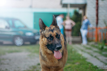 German shepherd in the yard with his family.