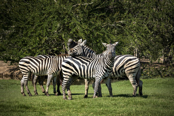Fototapeta na wymiar flock of zebra on green grass field