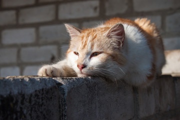 Fototapeta premium Cat lying on the fence