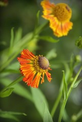 beautiful red daisy in the garden
