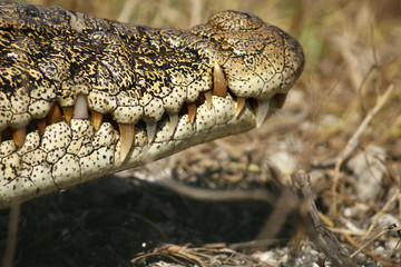 Crocodile mouth and teeth
