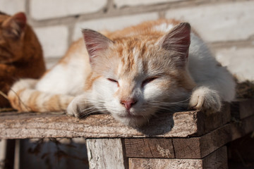 Cat laying on a wooden table