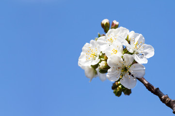 Blooming branch with white Flowers against  Blue Sky at Spring Time as background