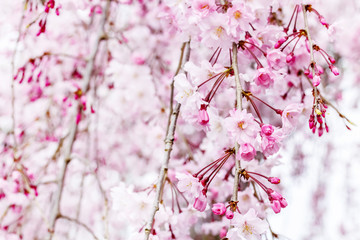 満開のピンクの桜