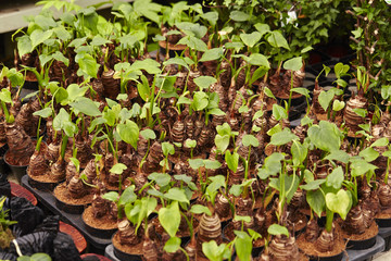 young plants growing in the garden