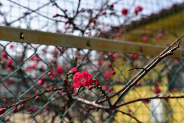 日本の岡山で見つけた花