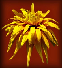beautiful yellow flower on a red background