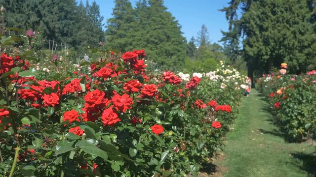 Rose rows at Rose Test Garden, Portland