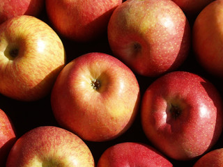 Apple harvest