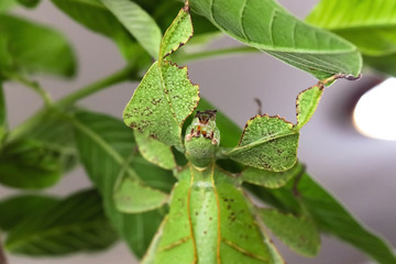 leaf insect (or walking leaf) the most remarkably camouflaged leaf mimics in the entire animal kingdom