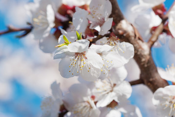 Fototapeta premium Cherry flowers close-up
