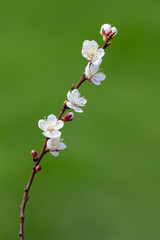 Flowering branch of apricots on a green background