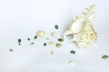 Sea shell and sea pebbles on a white background