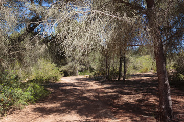 Fototapeta premium Mallorca forest image