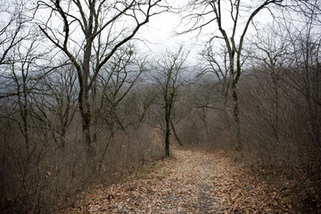 Landscape with beautiful fog in forest on hill or Trail through a mysterious winter forest with autumn leaves on the ground. Road through a winter forest. Magical atmosphere. Azerbaijan
