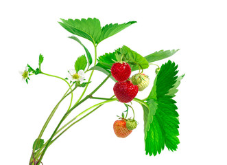 Strawberry plant with leaves, berries and flower, isolated on white background.
