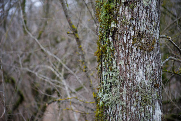 tree with moss on roots in a green forest or moss on tree trunk. Tree bark with green moss. Azerbaijan nature.