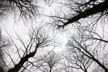 Bottom view of tall old trees in winter forest Blue sky in background. Azerbaijan