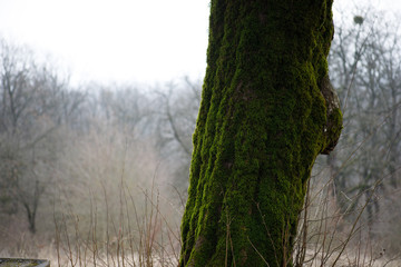 tree with moss on roots in a green forest or moss on tree trunk. Tree bark with green moss. Azerbaijan nature.