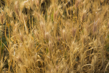 The ripened wheat