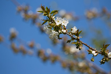 Cherry Blossom in Spring
