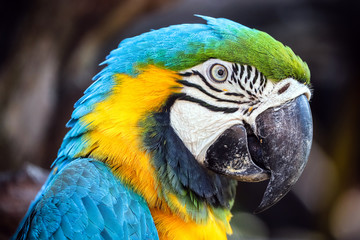 close up portrait of colorful blue and yellow macaw parrot (Ara ararauna)