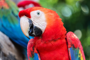 close up portrait of colorful scarlet macaw parrot (Ara macao)