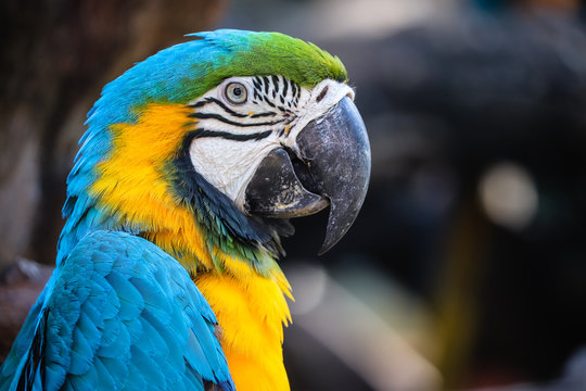 close up portrait of colorful blue and yellow macaw parrot (Ara ararauna)