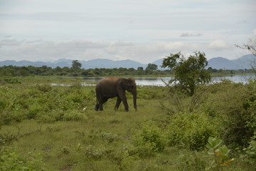 Sri Lanka - Elefant auf Weg im Gebüsch