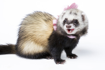 Cute fluffy ferret dressed up in a pink ribbon bow posing in a studio on white background.