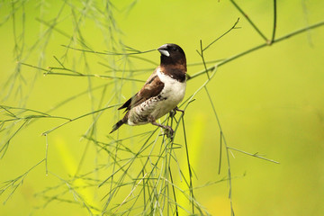 Bronze mannikin on a plant