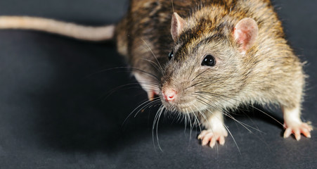 animal gray rat close-up