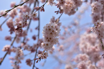 日本の桜